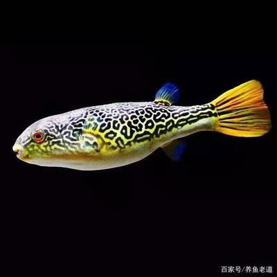 龍魚魚缸排行榜前十名(龍魚魚缸排行榜前十名圖片)