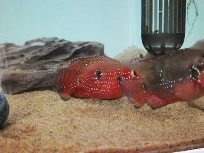 大型魚缸如何養水：大型魚缸養水的關鍵步驟和注意事項和注意事項