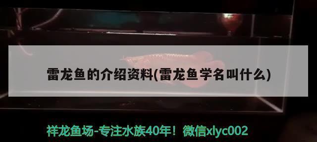 紅龍魚自然發色許多長時間：關于紅龍魚自然發色時間的詳細信息