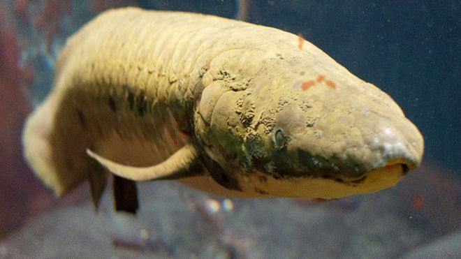 銀龍魚把嘴撞爛了怎么辦(銀龍魚嘴巴前面爛掉)