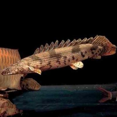 銀龍魚飼養(yǎng)水溫能從三十度降到二十四度嗎(26度養(yǎng)銀龍魚可以嗎)