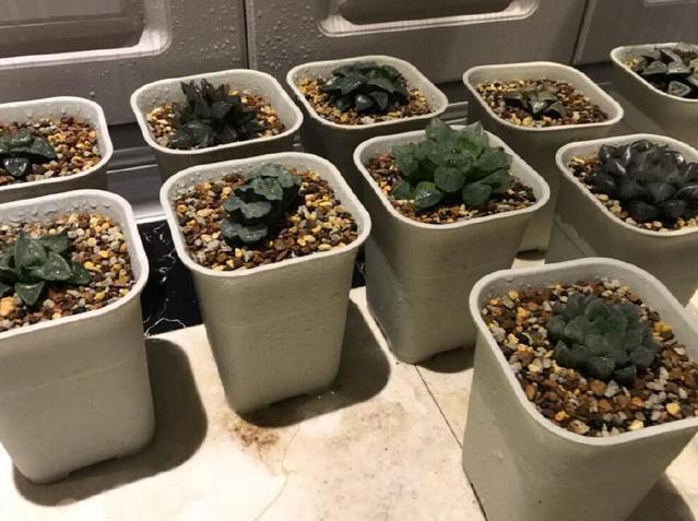 玻璃膠的魚缸危險嗎：如何正確使用玻璃膠