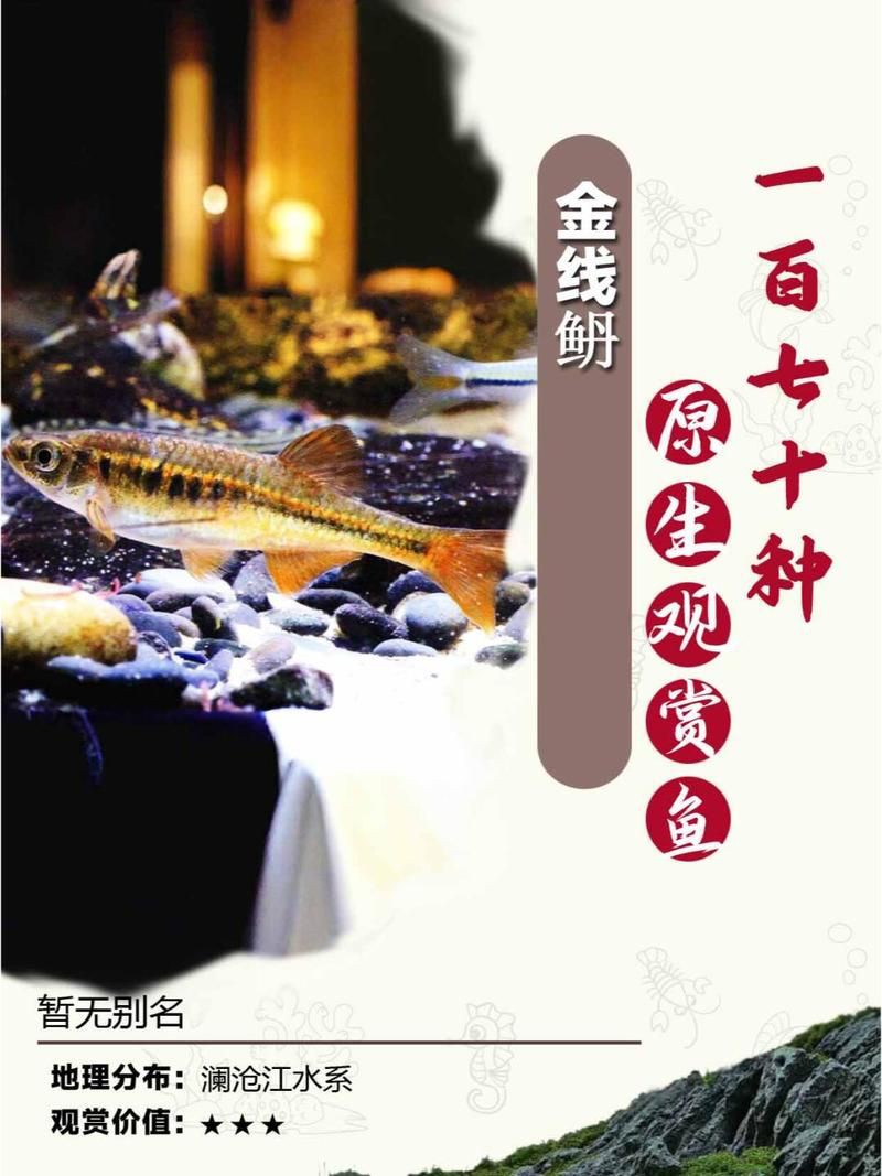 玫瑰丹魚和金線丹，170種原生觀賞魚之玫瑰丹魚