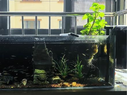 玫瑰丹魚和金線丹，170種原生觀賞魚之玫瑰丹魚