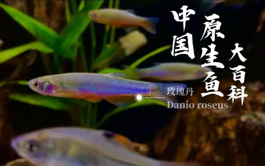 玫瑰丹魚和金線丹，170種原生觀賞魚之玫瑰丹魚
