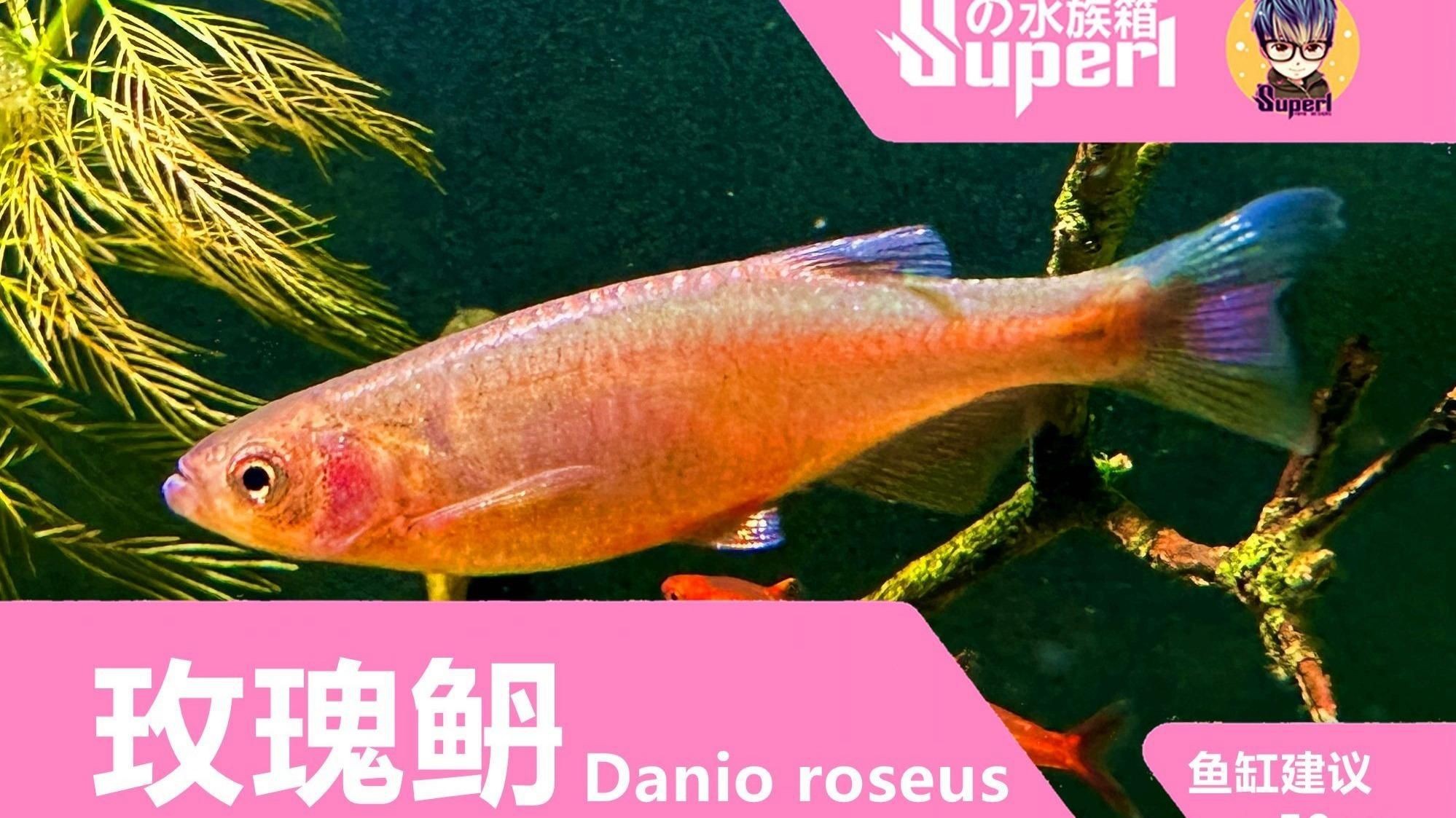 玫瑰丹魚和金線丹，170種原生觀賞魚之玫瑰丹魚