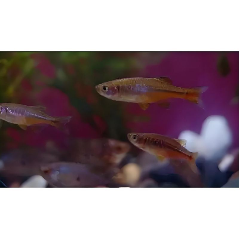 玫瑰丹魚和金線丹，170種原生觀賞魚之玫瑰丹魚