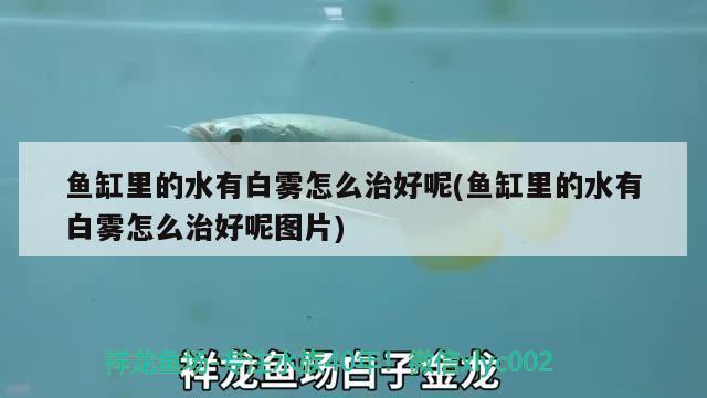 紅龍魚飼料哪個牌子好一點啊：紅龍魚幼魚飼料推薦