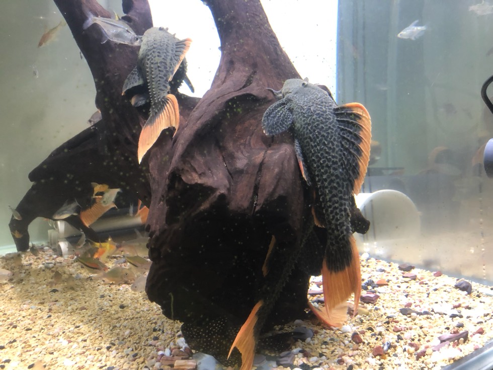 魟魚:魟魚龍魚最佳混養方案