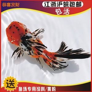 龍魚掉眼會怎么樣嗎