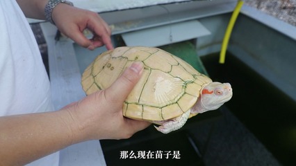 豬鼻龜如何飼養(yǎng)(豬鼻龜如何飼養(yǎng)視頻) 豬鼻龜如何飼養(yǎng)(豬鼻龜如何飼養(yǎng)視頻) 豬鼻龜百科 第2張
