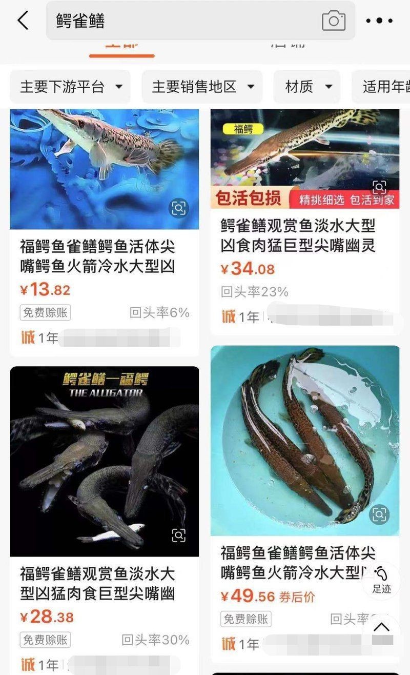 賣魚苗最大平臺鱷雀鱔，電商平臺曾一度成為鱷雀鱔魚苗主要銷售渠道