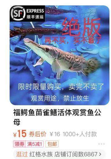 賣魚苗最大平臺鱷雀鱔，電商平臺曾一度成為鱷雀鱔魚苗主要銷售渠道