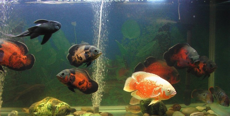 虎魚的功效與作用圖片欣賞(虎魚的圖片及價格)