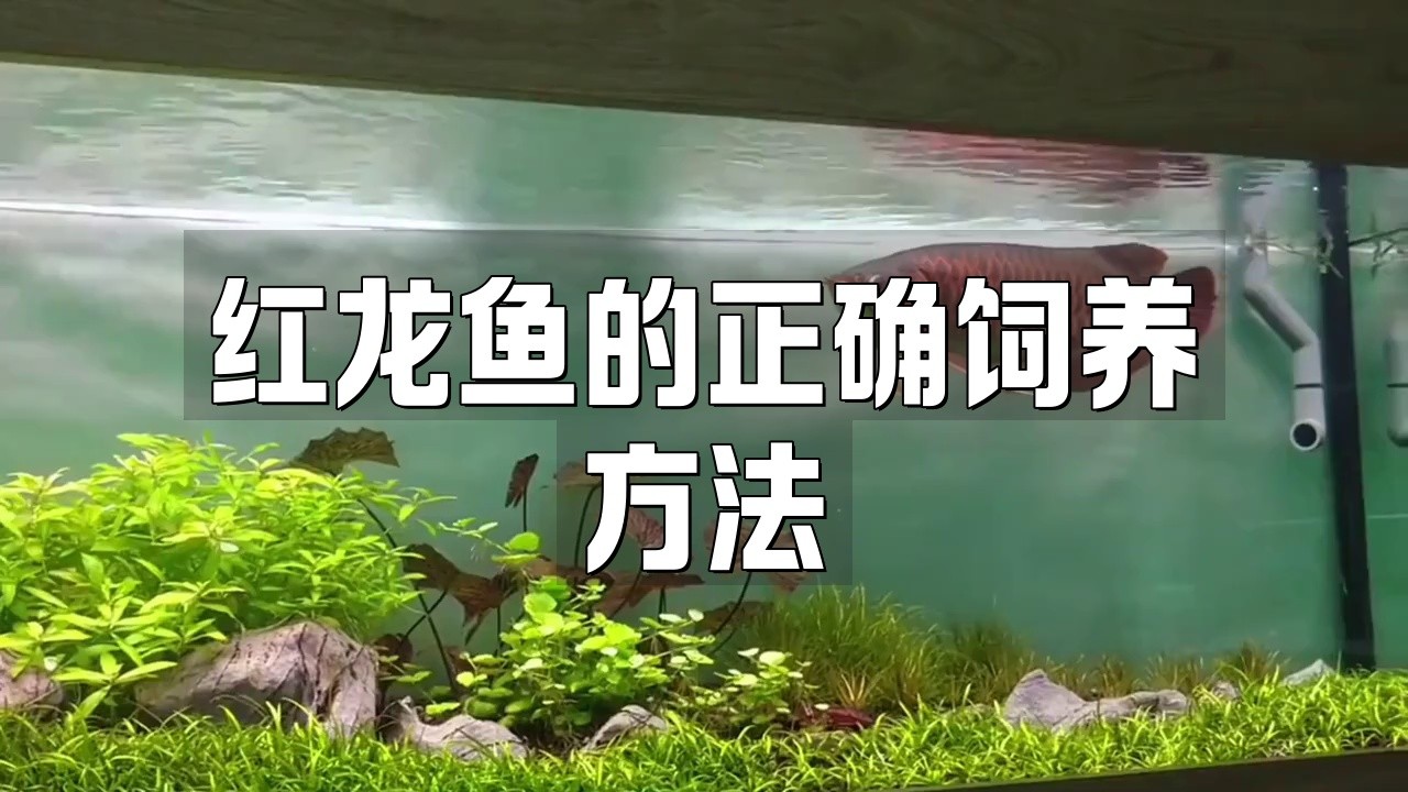 大紅龍魚如何飼養(yǎng)？，《大紅龍魚如何飼養(yǎng)》紅龍魚的正確飼養(yǎng)技巧大揭秘