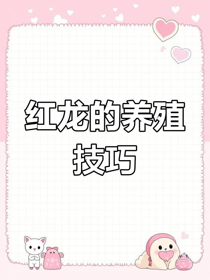 大紅龍魚如何飼養(yǎng)？，《大紅龍魚如何飼養(yǎng)》紅龍魚的正確飼養(yǎng)技巧大揭秘