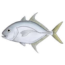孟加拉灣十大必吃魚，今天吃什么孟加拉灣