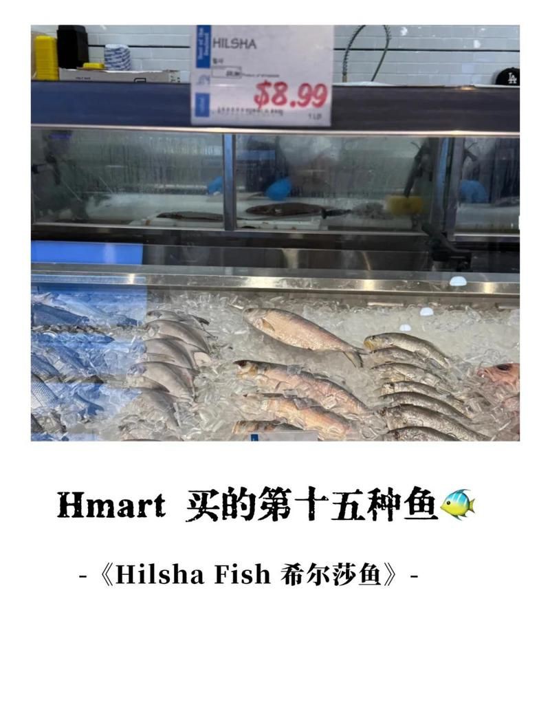 孟加拉灣十大必吃魚，今天吃什么孟加拉灣