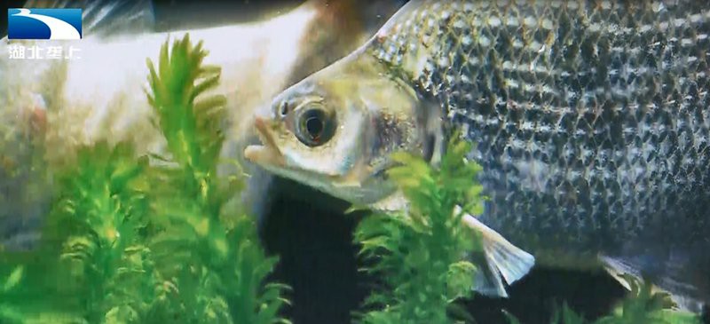武昌龍魚店，武昌龍魚店哪家口碑最好