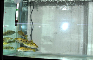 森森配件圓形觸控控制器：森森品牌的水族箱電腦版溫度探頭控制器包含了圓形觸控控制器的相關產品