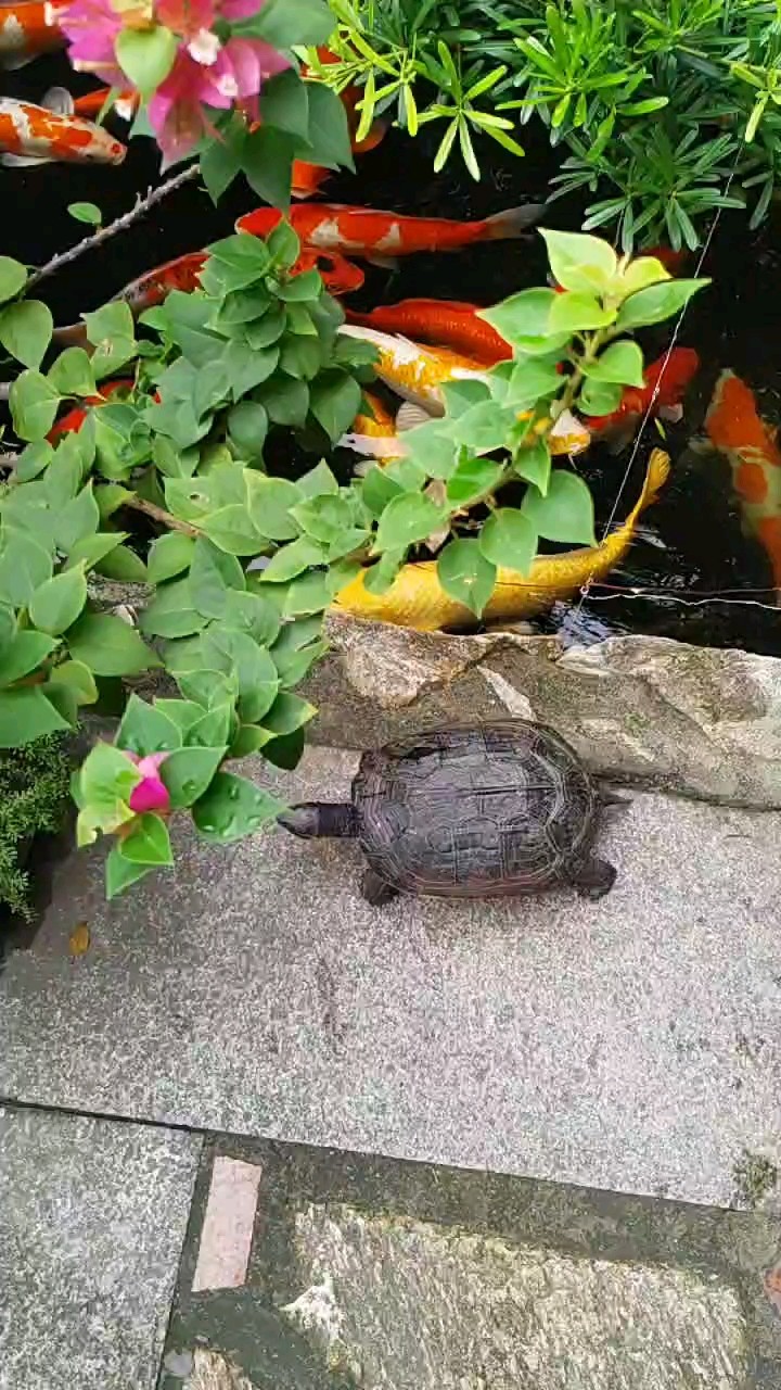 小池+土炮