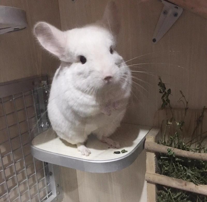 龍貓每天需要多少運動時間？