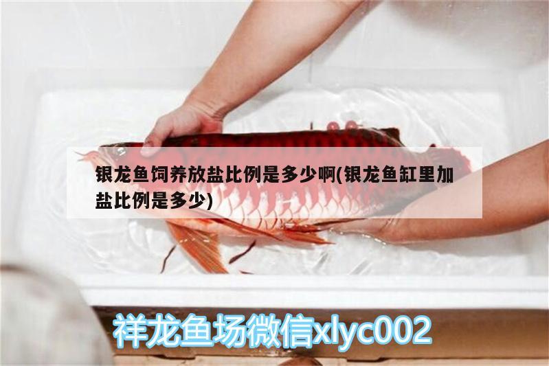 銀龍魚飼養放鹽比例是多少啊(銀龍魚缸里加鹽比例是多少)