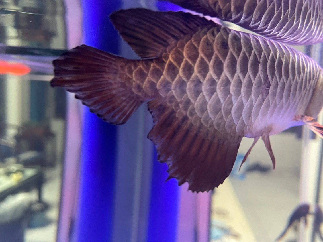 斷尾恢復得多長時間？