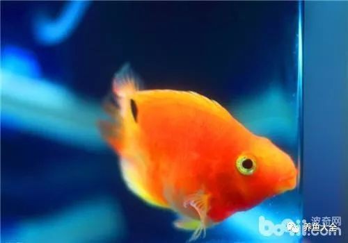魚身上有黑色霉斑是怎么回事，魚身上出現黑斑是怎么回事 魚身上有黑色霉斑是怎么回事，魚身上出現黑斑是怎么回事 龍魚百科 第1張