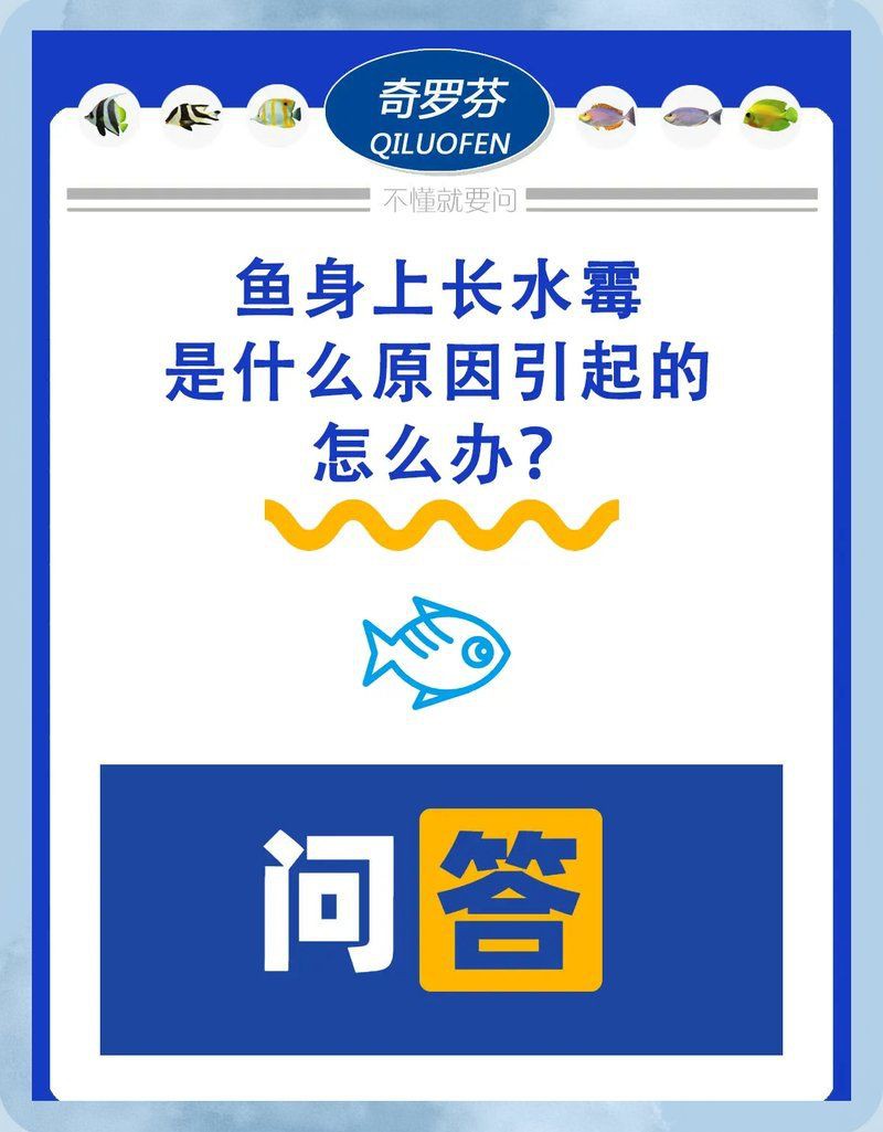 魚身上有黑色霉斑是怎么回事，魚身上出現黑斑是怎么回事 魚身上有黑色霉斑是怎么回事，魚身上出現黑斑是怎么回事 龍魚百科 第5張