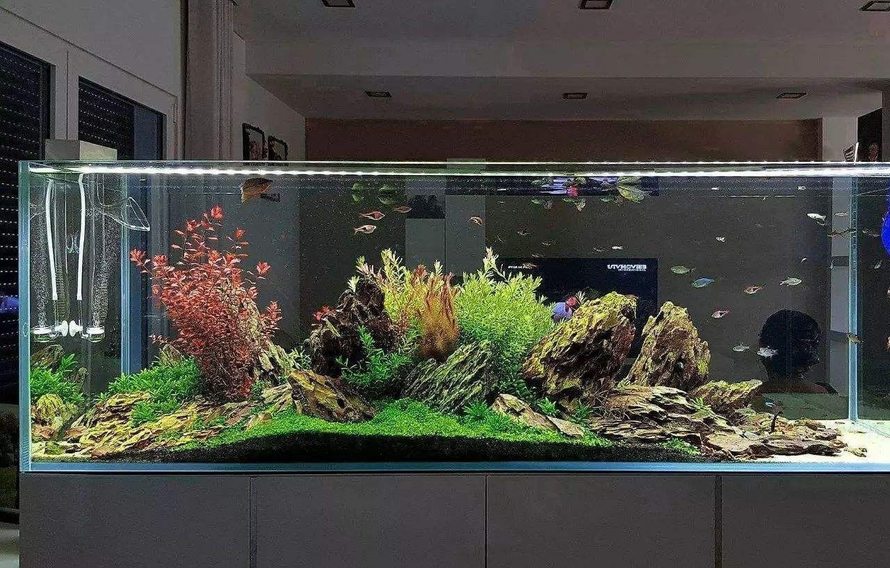 大型魚缸除藻最佳方法是什么：大型魚缸如何除藻