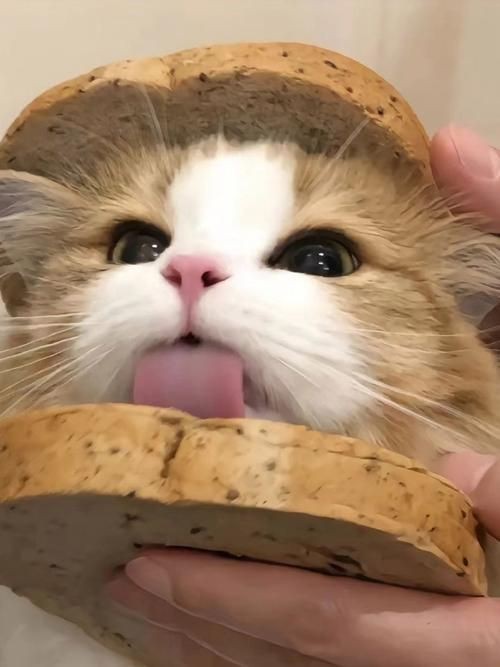 貓貓圖片，《貓貓圖片》在當(dāng)今數(shù)字化的時(shí)代，“貓貓圖片”已然成為一種文化