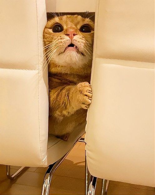 貓貓圖片，《貓貓圖片》在當(dāng)今數(shù)字化的時(shí)代，“貓貓圖片”已然成為一種文化