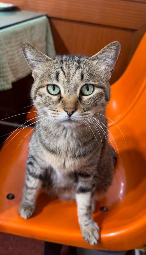 貓貓圖片，《貓貓圖片》在當今數字化的時代，“貓貓圖片”已然成為一種文化