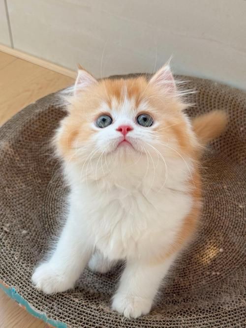 貓貓圖片，《貓貓圖片》在當(dāng)今數(shù)字化的時(shí)代，“貓貓圖片”已然成為一種文化