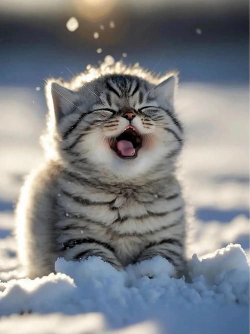 貓貓圖片，《貓貓圖片》在當(dāng)今數(shù)字化的時(shí)代，“貓貓圖片”已然成為一種文化