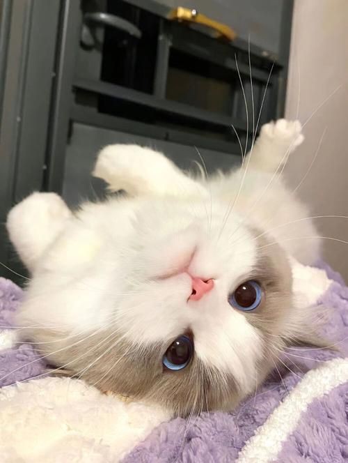 貓貓圖片，《貓貓圖片》在當(dāng)今數(shù)字化的時(shí)代，“貓貓圖片”已然成為一種文化