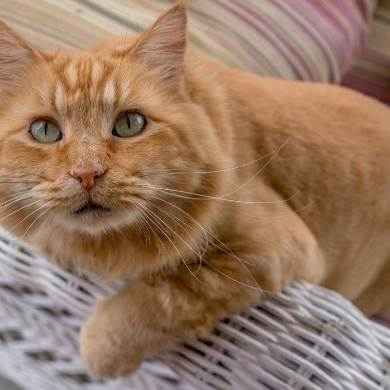 貓貓圖片，《貓貓圖片》在當(dāng)今數(shù)字化的時(shí)代，“貓貓圖片”已然成為一種文化