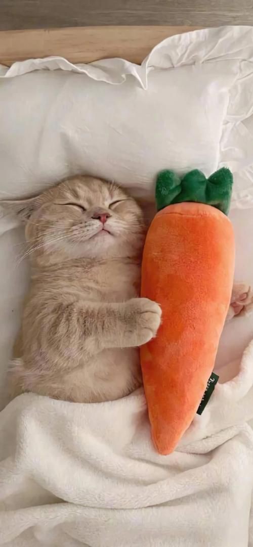 貓貓圖片，《貓貓圖片》在當(dāng)今數(shù)字化的時(shí)代，“貓貓圖片”已然成為一種文化