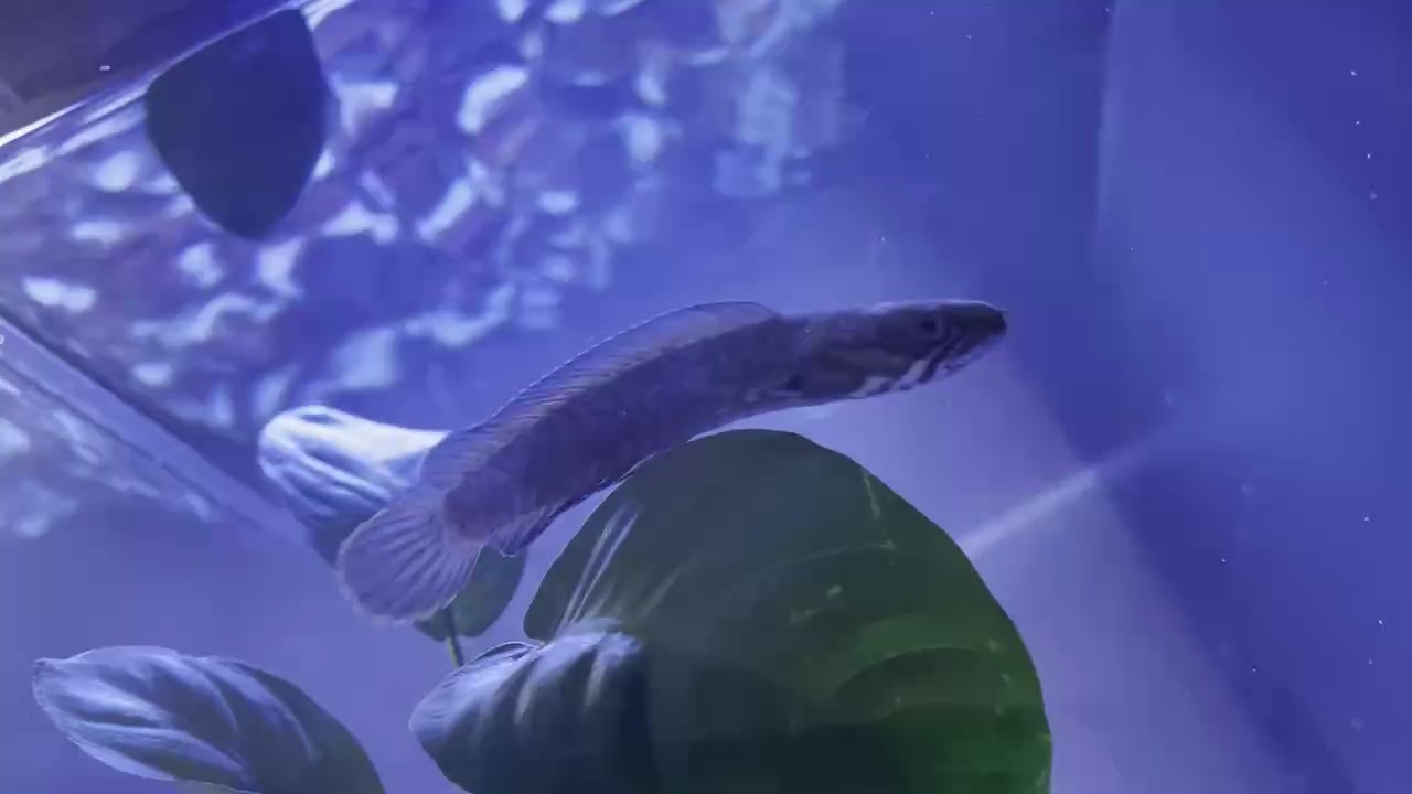 銀龍魚喜歡開燈還是不開燈好養呢圖片(金龍魚不開燈養可以嗎)