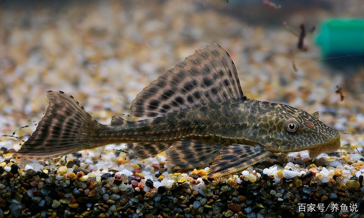 什么魚吃魚糞便最厲害，魚缸養殖之魚缸清潔