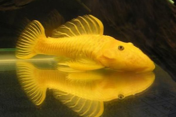 什么魚吃魚糞便最厲害，魚缸養(yǎng)殖之魚缸清潔