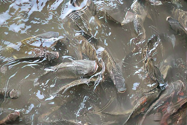 什么魚吃魚糞便最厲害，魚缸養殖之魚缸清潔