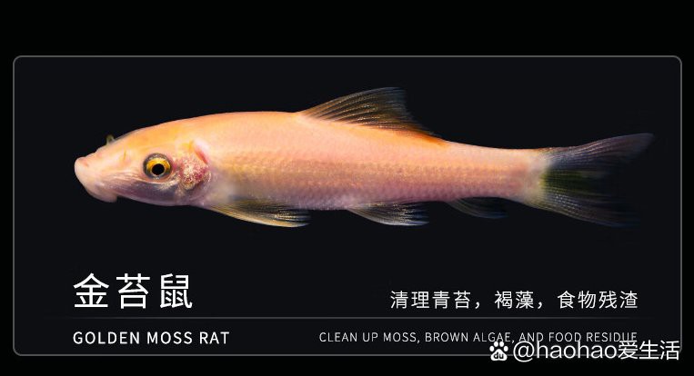 什么魚吃魚糞便最厲害，魚缸養(yǎng)殖之魚缸清潔