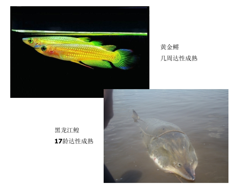 銀龍魚搭配什么魚養(yǎng)好(銀龍搭配什么魚養(yǎng)最好呢) 銀龍魚搭配什么魚養(yǎng)好(銀龍搭配什么魚養(yǎng)最好呢) 銀龍魚百科 第2張
