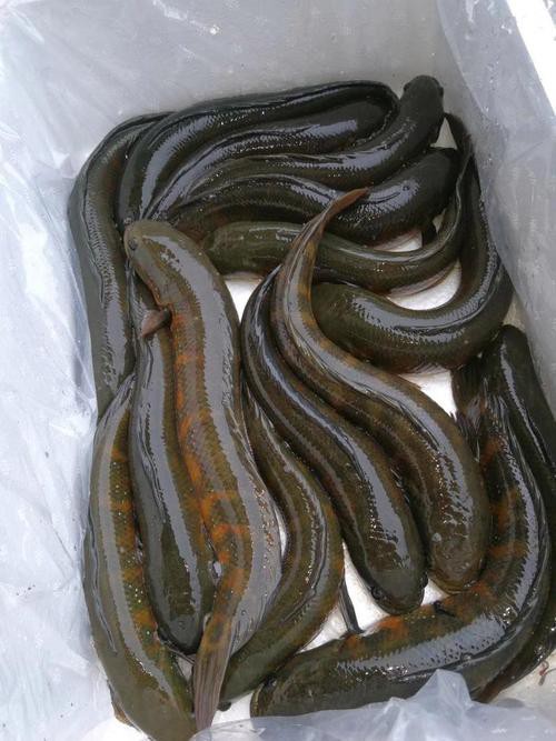 七星魚圖片【七星魚是一種兼具觀賞價(jià)值與食用價(jià)值與食用價(jià)值的獨(dú)特魚類】