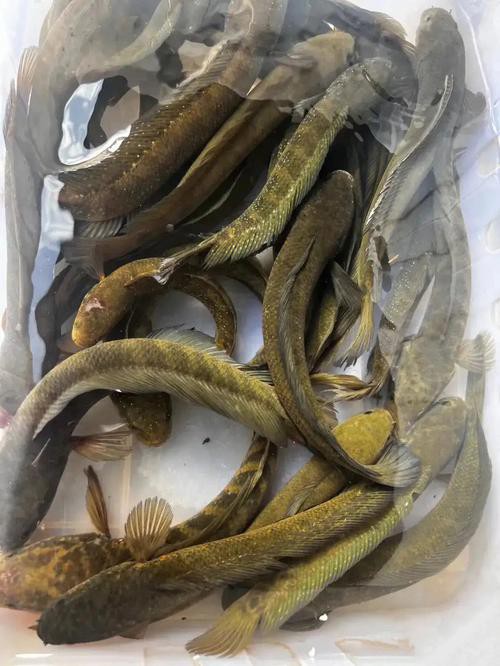 七星魚圖片【七星魚是一種兼具觀賞價(jià)值與食用價(jià)值與食用價(jià)值的獨(dú)特魚類】