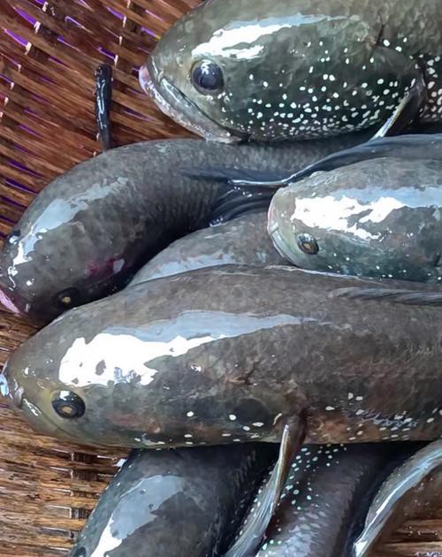 七星魚圖片【七星魚是一種兼具觀賞價(jià)值與食用價(jià)值與食用價(jià)值的獨(dú)特魚類】