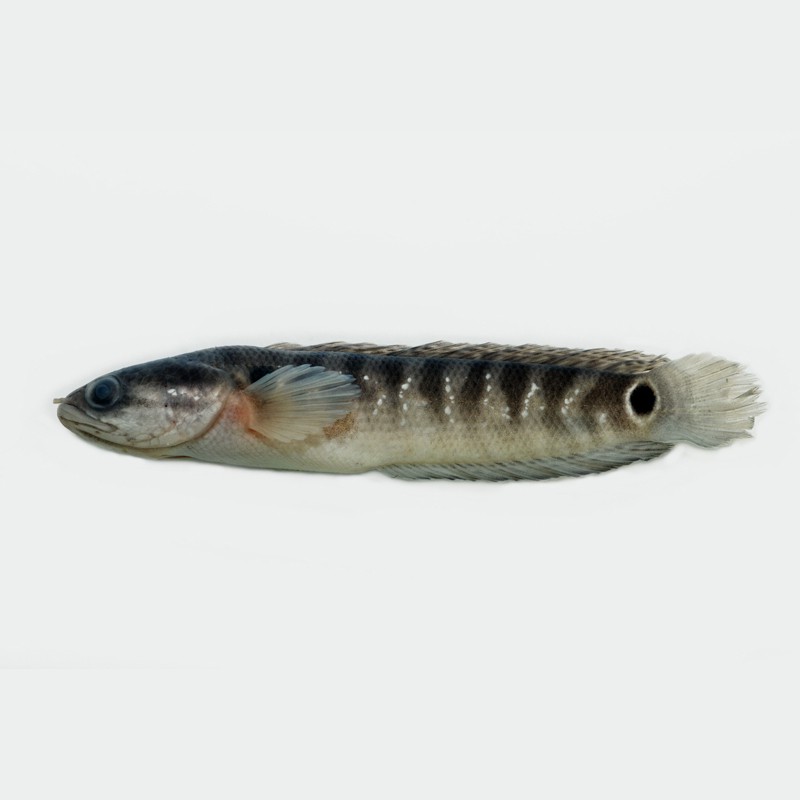 七星魚圖片【七星魚是一種兼具觀賞價(jià)值與食用價(jià)值與食用價(jià)值的獨(dú)特魚類】