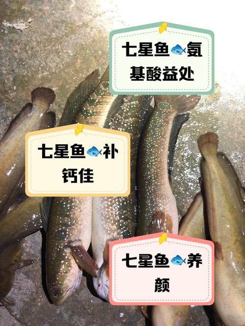 七星魚圖片【七星魚是一種兼具觀賞價(jià)值與食用價(jià)值與食用價(jià)值的獨(dú)特魚類】